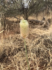 Ptilotus xerophilus