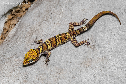 Lopburi Bent-toed gecko (Cyrtodactylus panitvongi)