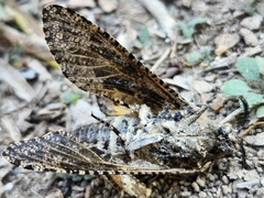 Prionoxystus robiniae