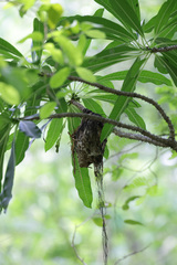 Philepitta schlegeli