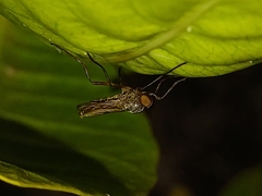 Chiromyzinae