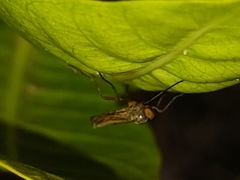 Chiromyzinae
