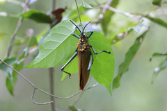 Pyrgomorphidae