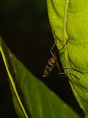 Chiromyzinae