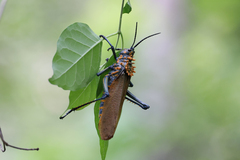 Pyrgomorphidae