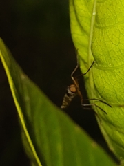Chiromyzinae