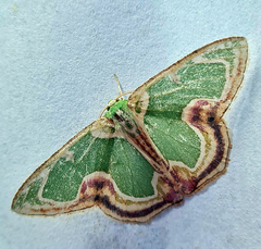 Eucyclodes sanguilineata