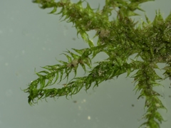 Hygroamblystegium varium