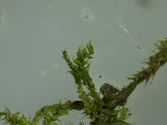 Hygroamblystegium varium