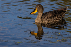 Anas undulata undulata