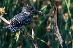 Megaceryle maxima maxima