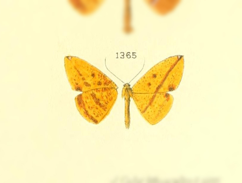 Pyrinia cerocampata