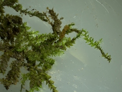Hygroamblystegium varium
