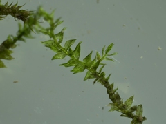 Hygroamblystegium varium