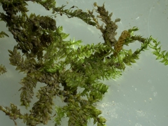 Hygroamblystegium varium