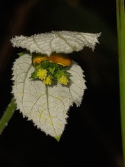 Dalechampia caperonioides
