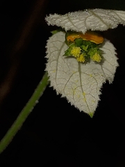 Dalechampia caperonioides