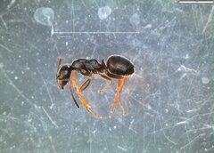 Formica lemani