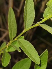 Dalechampia caperonioides