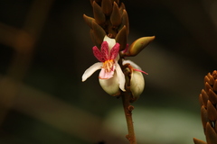 Duparquetia orchidacea image