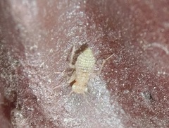 Cerobasis