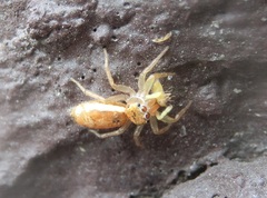 Cosmophasis lami