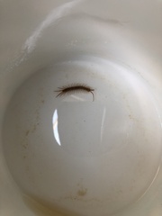 Lithobius forficatus