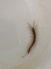 Lithobius forficatus