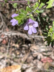 Prostanthera densa