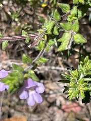 Prostanthera densa