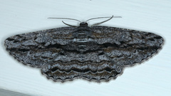 Scioglyptis chionomera