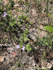 Prostanthera densa