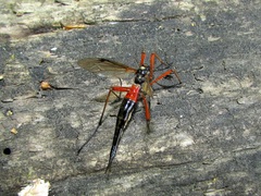 Tanyptera atrata
