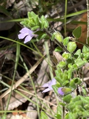Prostanthera densa