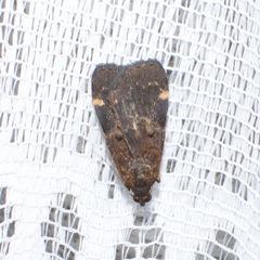 Hydrillodes funestalis