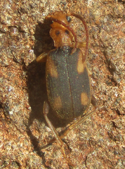 Brachininae