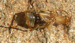 Brachininae