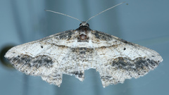 Syneora euboliaria