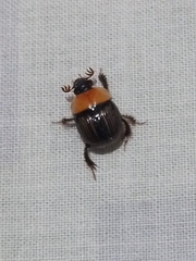 Bolbocerosoma confusum