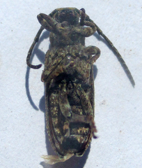 Apomecyna