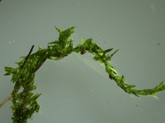Hygroamblystegium varium