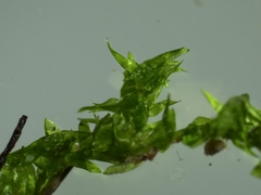 Hygroamblystegium varium