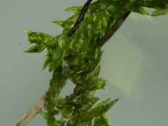 Hygroamblystegium varium