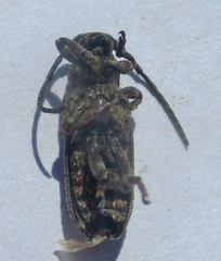 Apomecyna