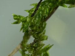 Hygroamblystegium varium