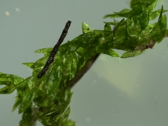 Hygroamblystegium varium
