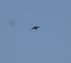 Ptyonoprogne concolor