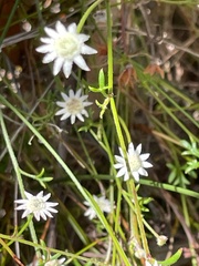 Actinotus minor