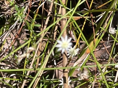 Actinotus minor
