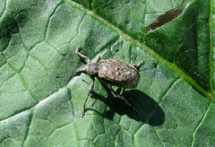 Liophloeus tessulatus